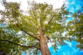 How Our Tree Care Process Works  in Caddo Mills, TX