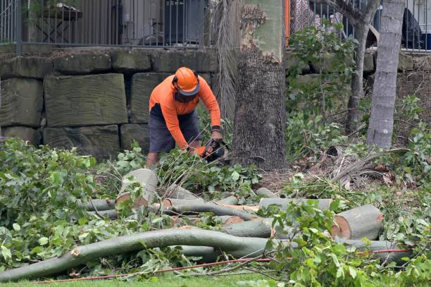 Professional Tree Services in Caddo Mills, TX